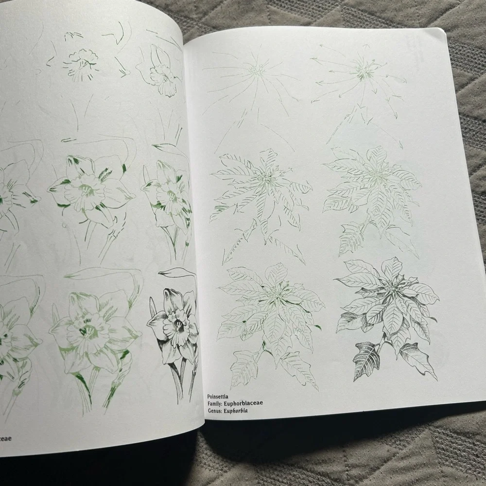 Draw 50 Flowers, Trees & Other Plants – Lee J. Ames & P. Lee Ames (Paperback)